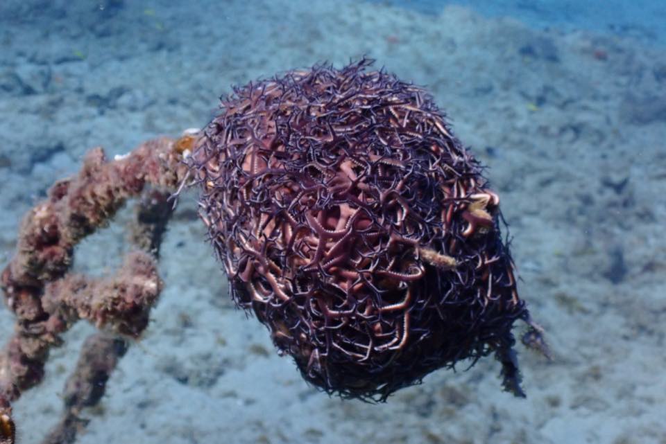 A basket star curled up on the reef