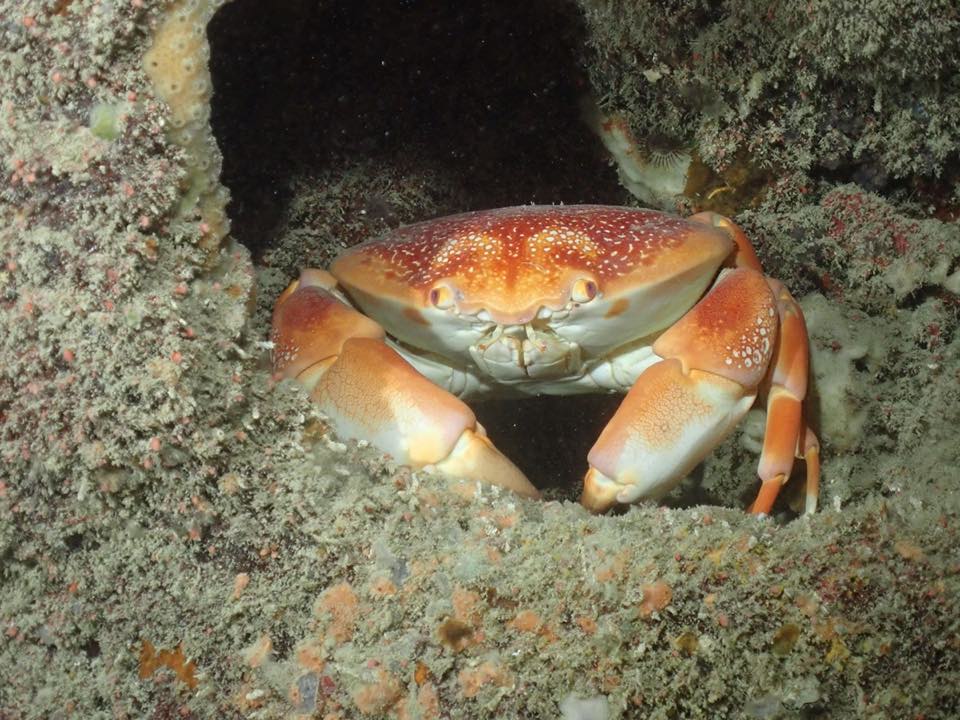 A batwing coral crab in its hole