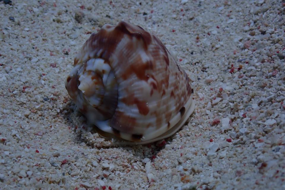 A measled cowrie shell on the sand