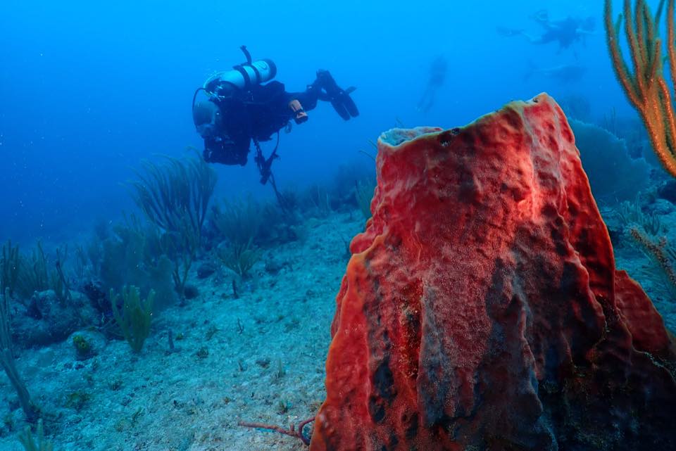 A diver exploring next to a big red barrel sponge