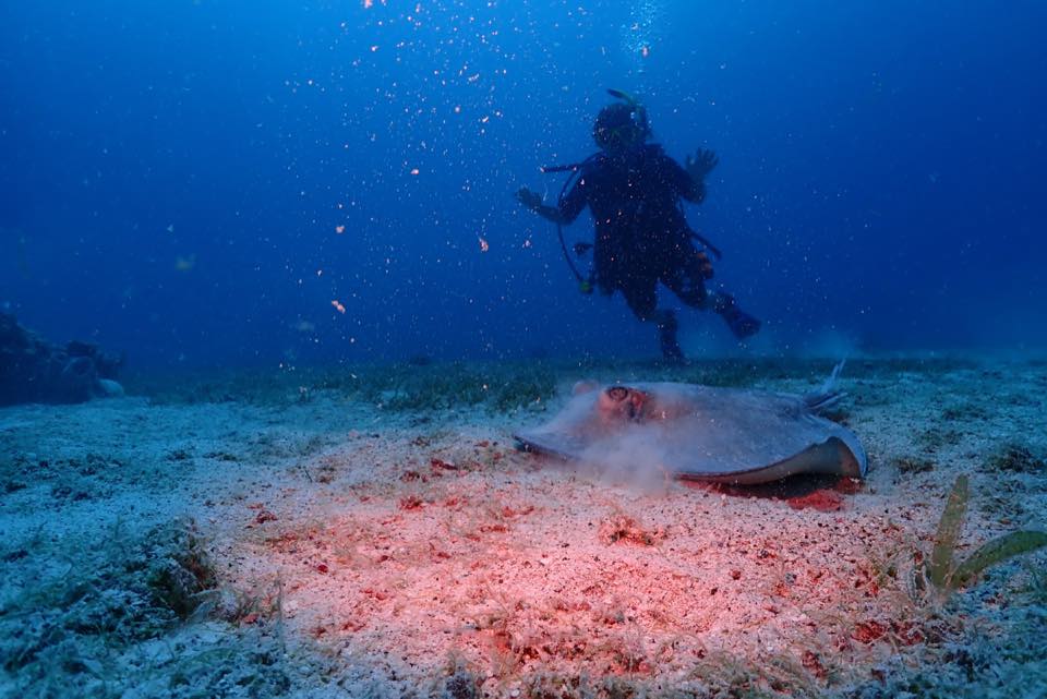 A diver hovering motionless above the sand