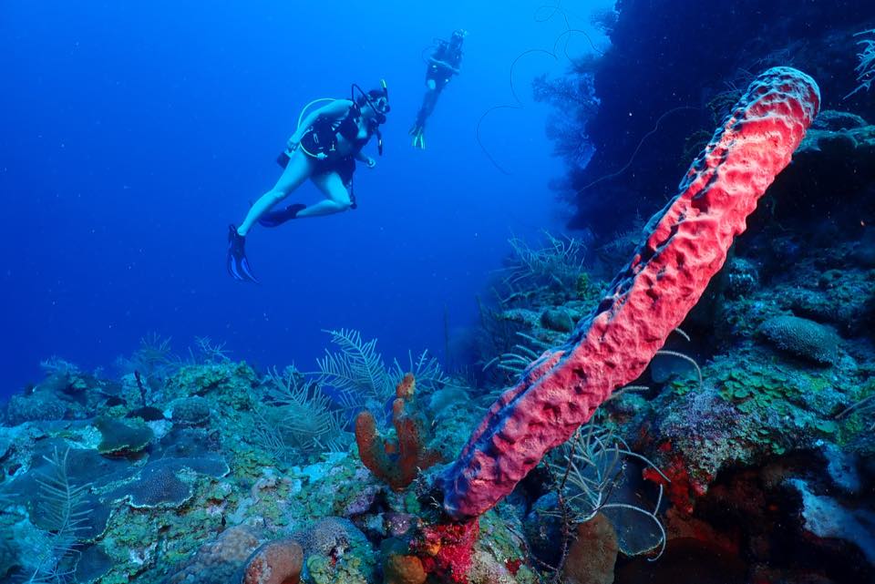 A diver hovering beside a tall red rope sponge in clear water