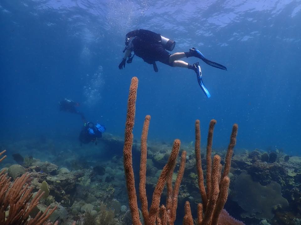 A diver hovering next to red rope sponges on the reef