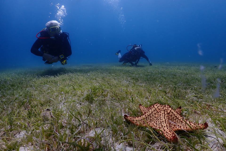 A diver swimming over seagrass toward a red cushion sea star
