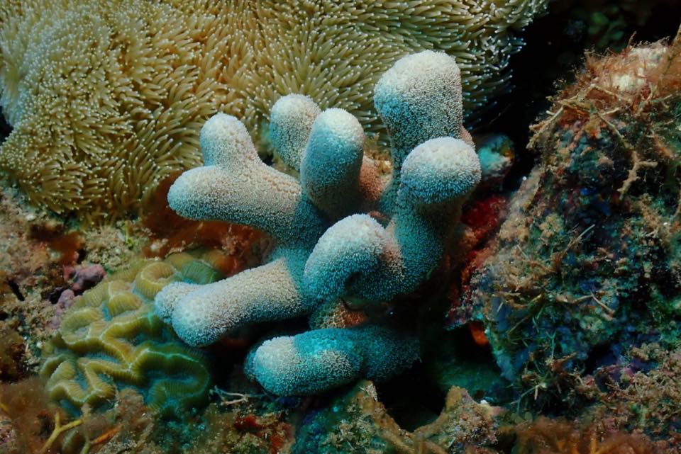 Finger coral on a shallow reef