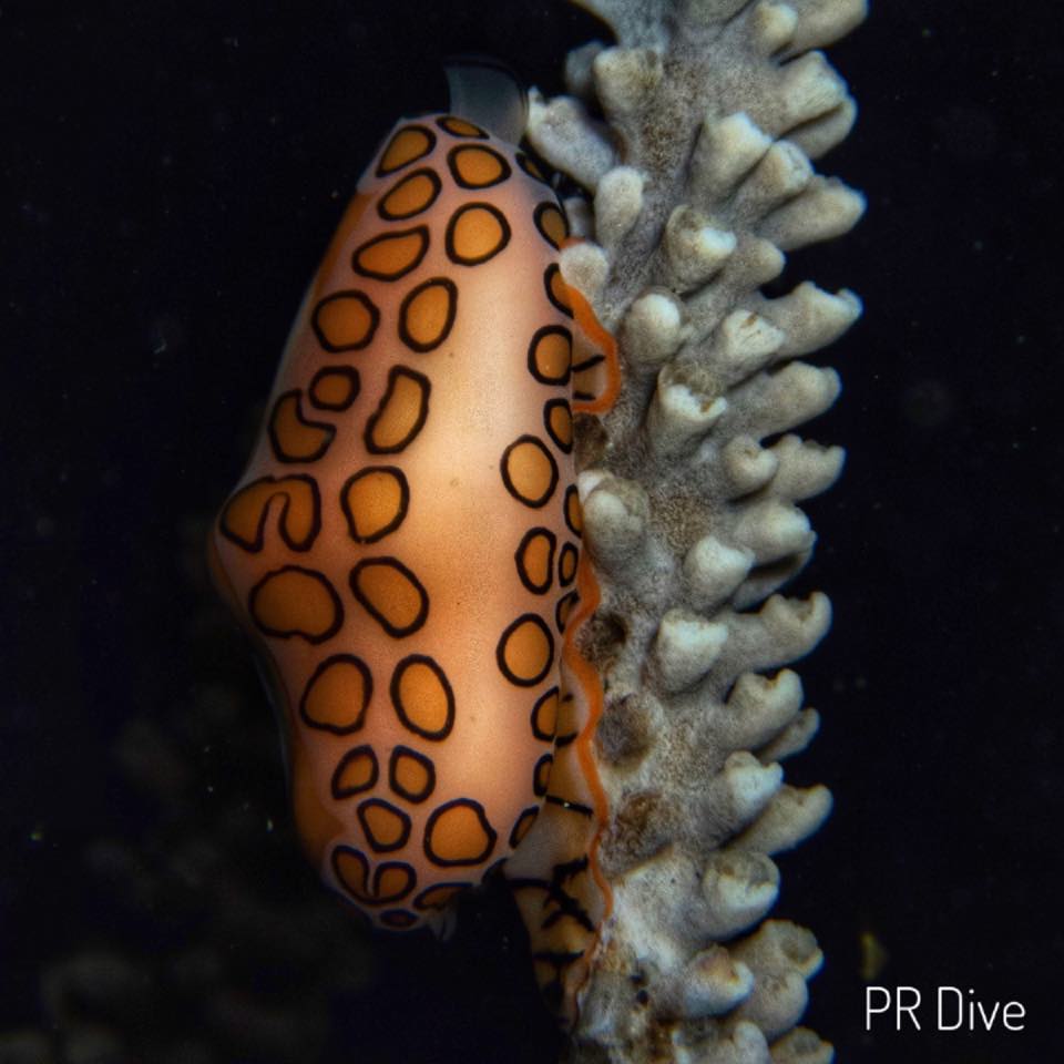 A flamingo tongue snail on a soft coral at night