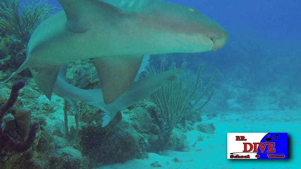 A nurse shark swimming over the reef