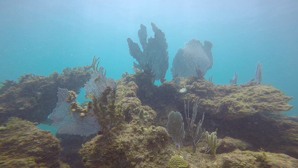 Sea fans and corals on a reef