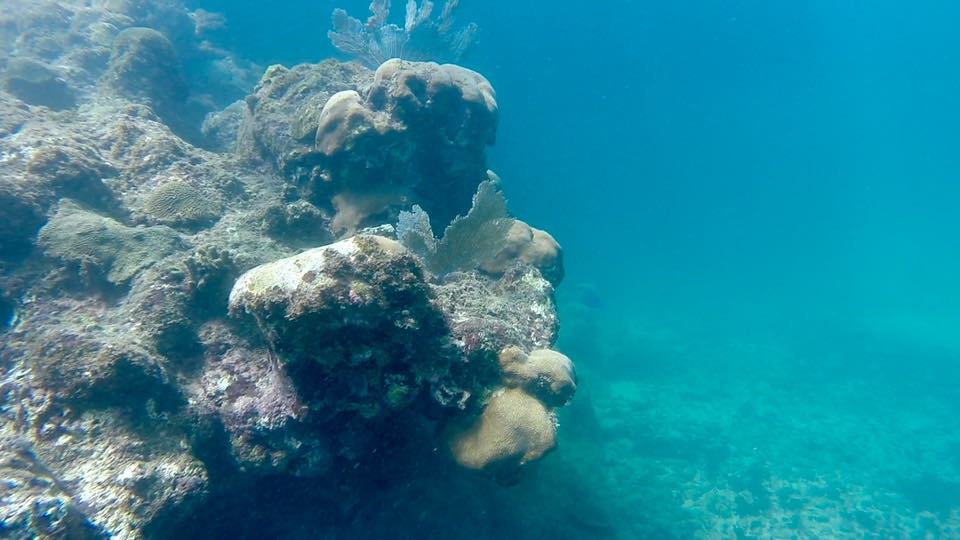 Coral heads on a shallow reef