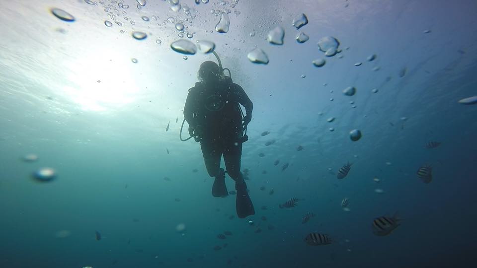 A diver in silhouette surrounded by fish