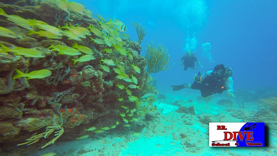 A diver beside a school of fish on the reef