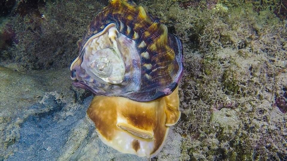 A large sea snail on the reef