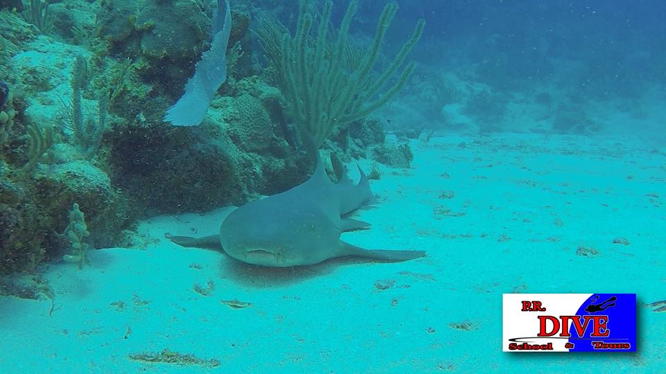 A nurse shark resting on the sand under a ledge