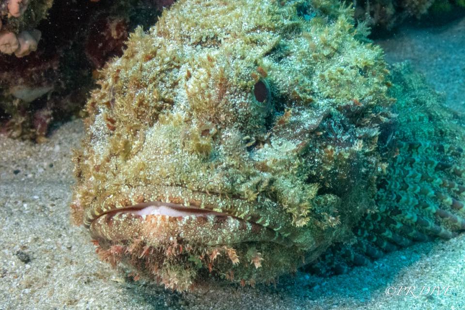 A scorpionfish camouflaged on the reef