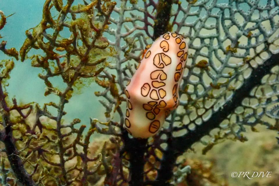 Un caracol lengua de flamenco sobre un abanico de mar