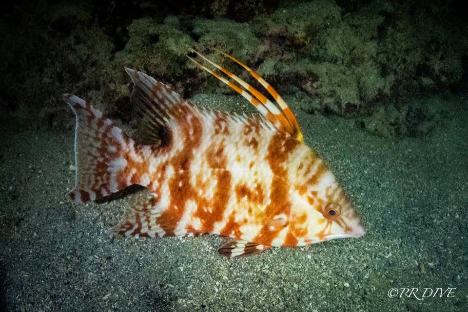 A hogfish with long dorsal spines over the sand