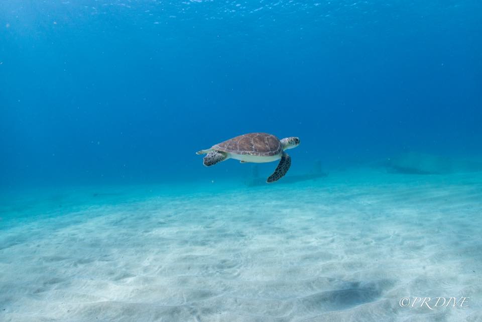 A sea turtle swimming over sand in the distance