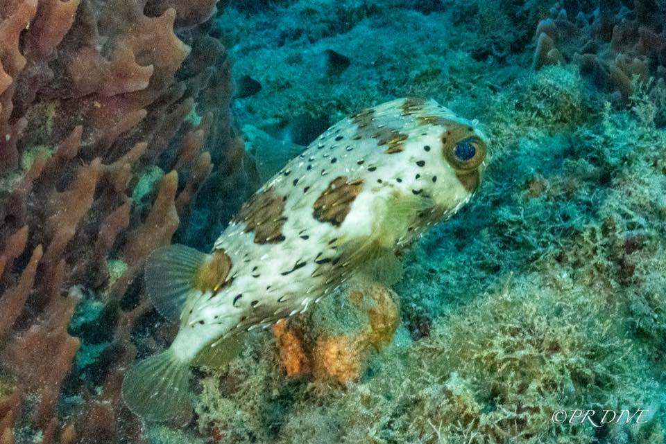 A spotted porcupinefish resting on the reef