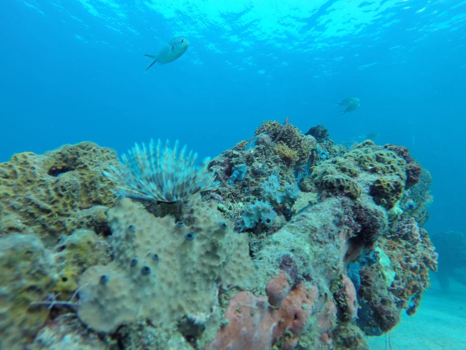 Corals and sponges on a reef
