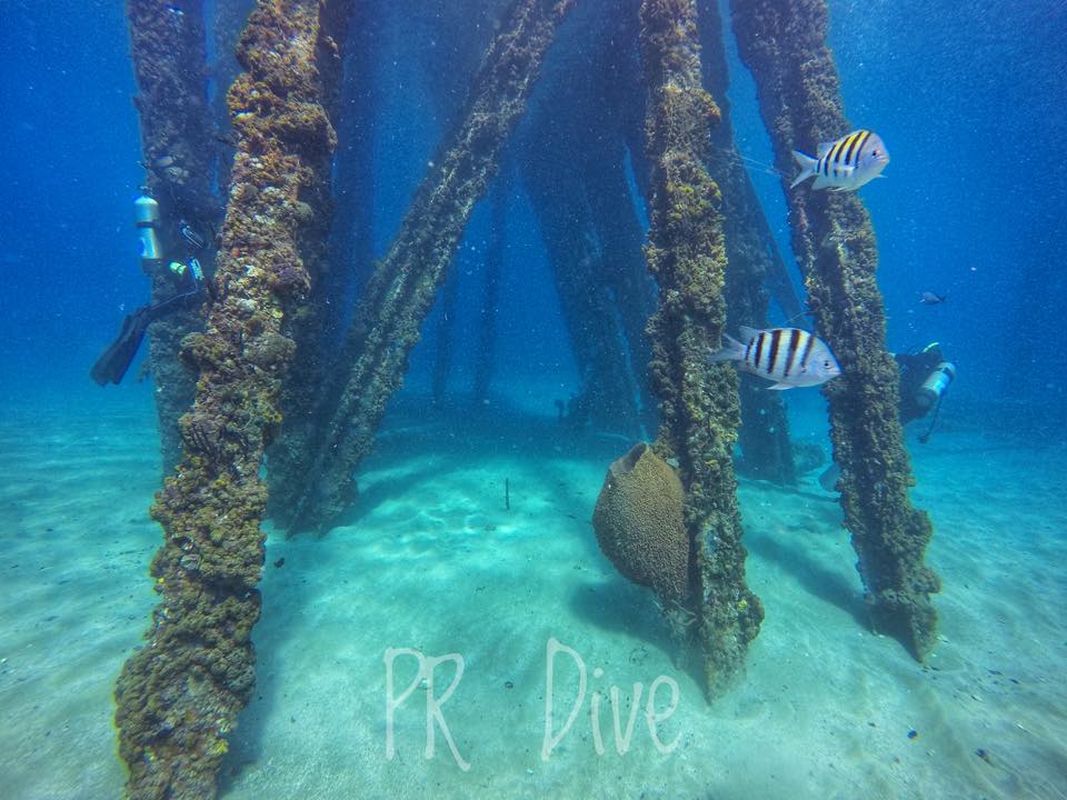 Fish around sponge-covered pier pilings