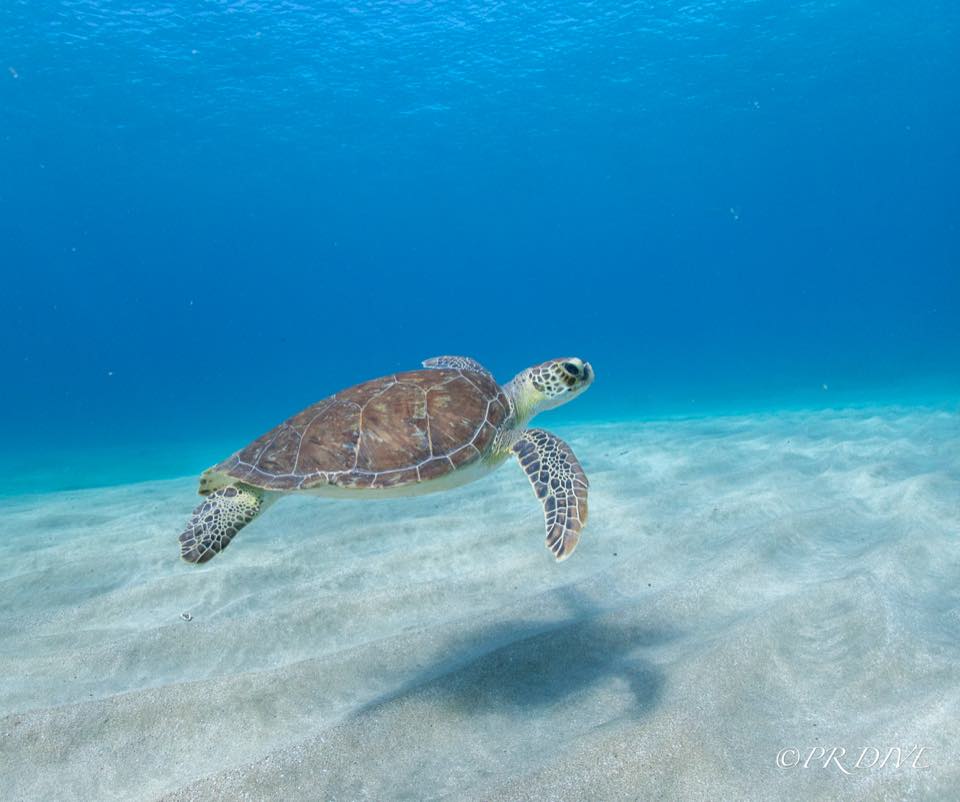 Un peje blanco (tortuga verde) nadando sobre la arena