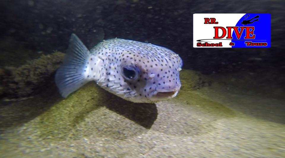 A porcupinefish up close