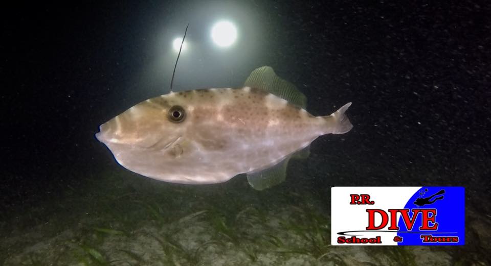 A filefish during a night dive