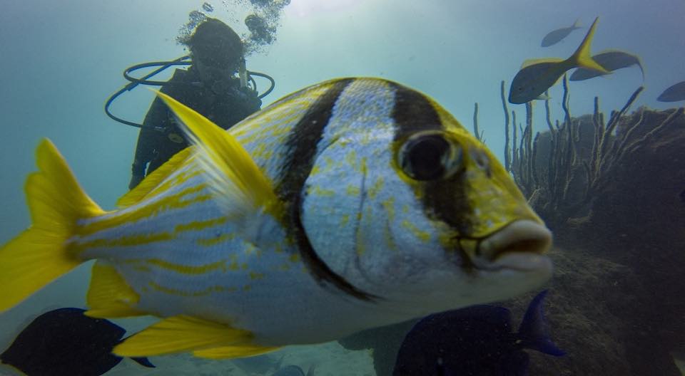 A porkfish close to the camera with a diver behind