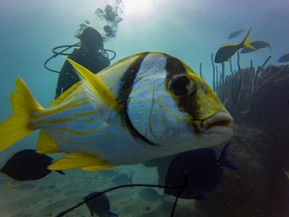 A porkfish close to the camera with a diver behind