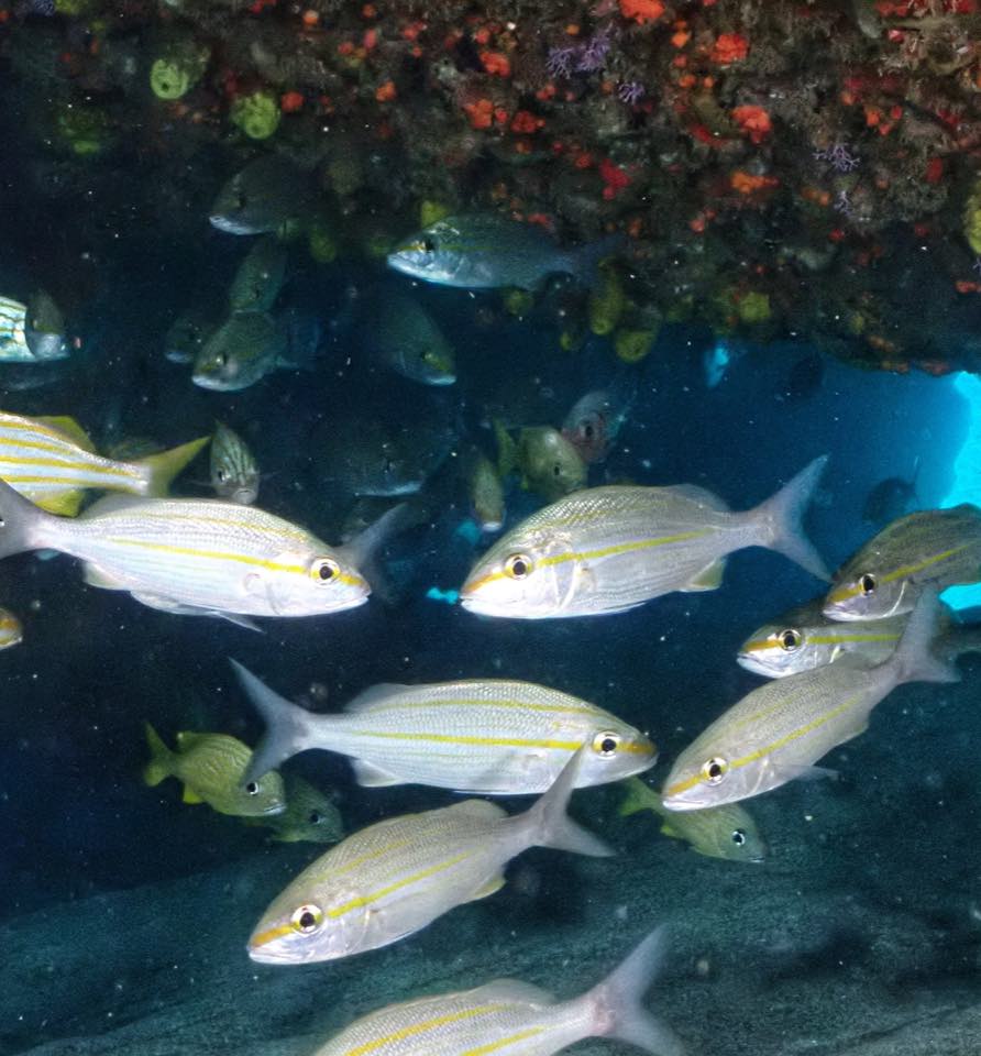 A school of grunts under a pier