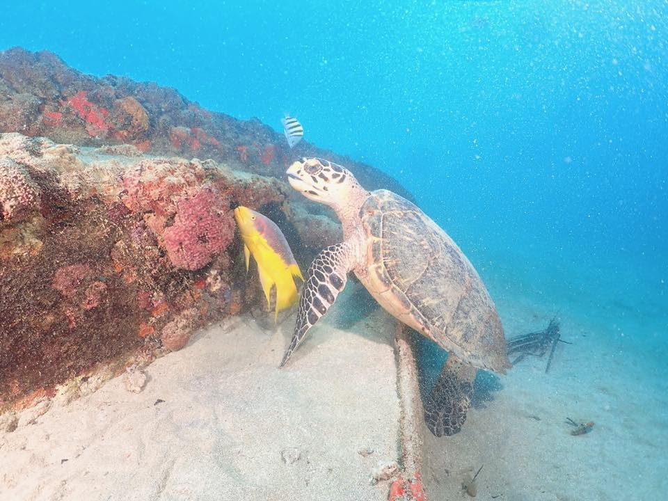 A hawksbill turtle feeding on a sponge-covered beam