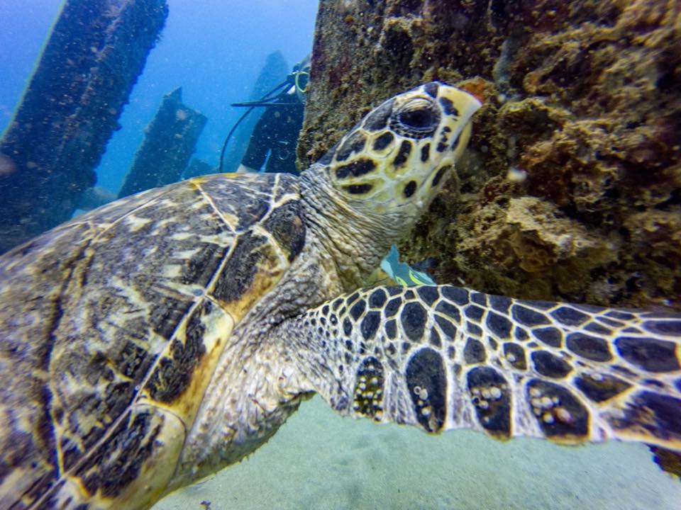 A hawksbill sea turtle swimming along the reef