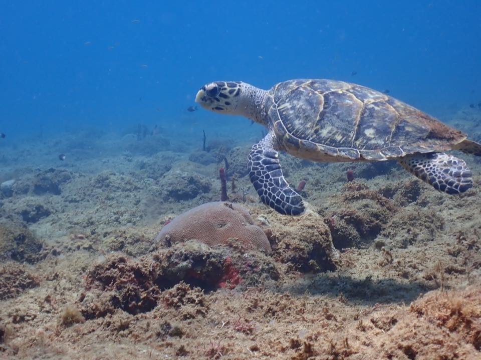 A hawksbill turtle swimming over the reef