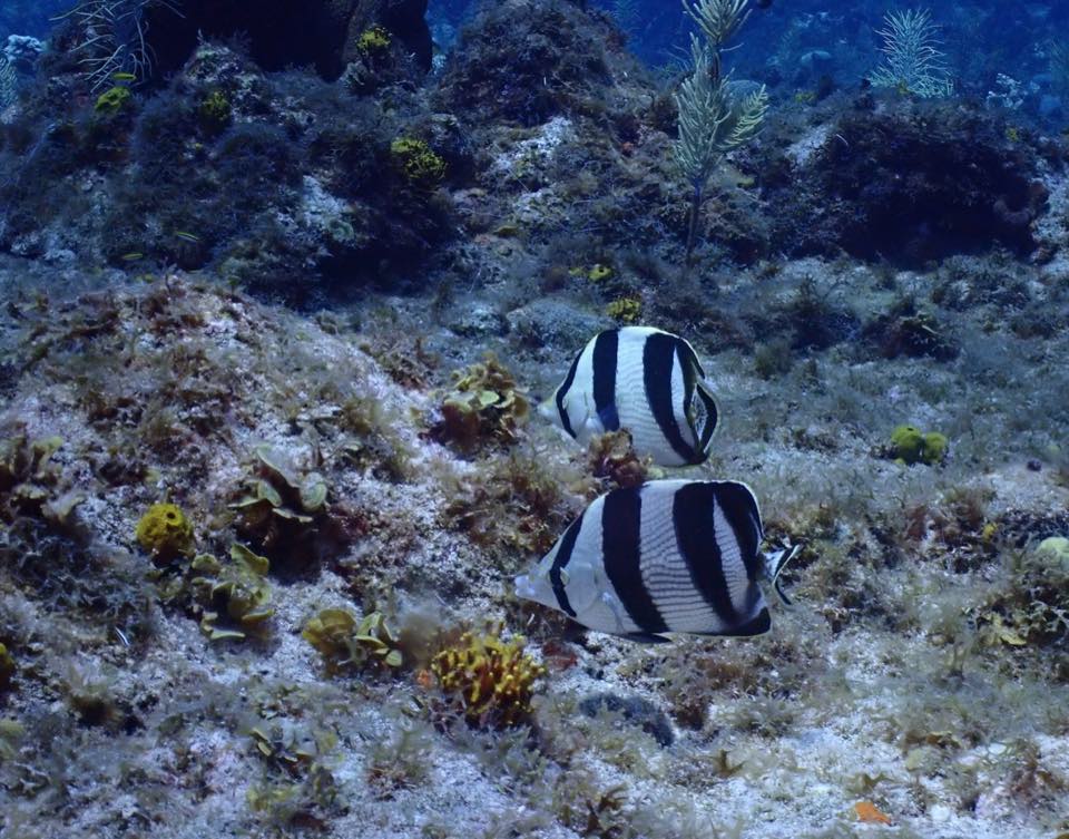 Dos mariposas rayadas nadando sobre el arrecife