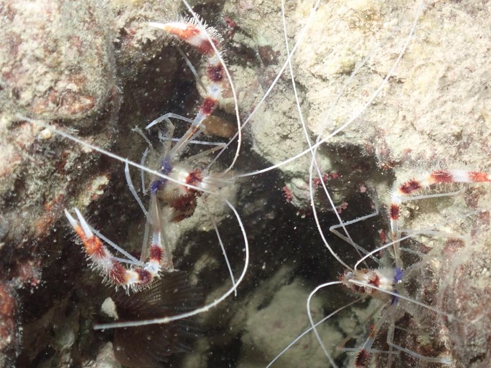 Camarones boxeadores con tenazas rojas y blancas en un hueco