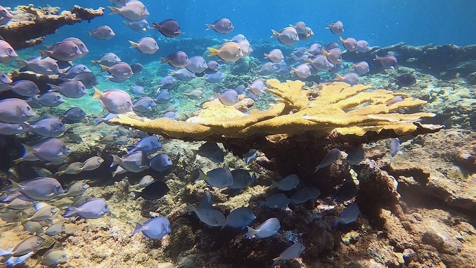 Un cardumen de barberos sobre coral cuerno de alce