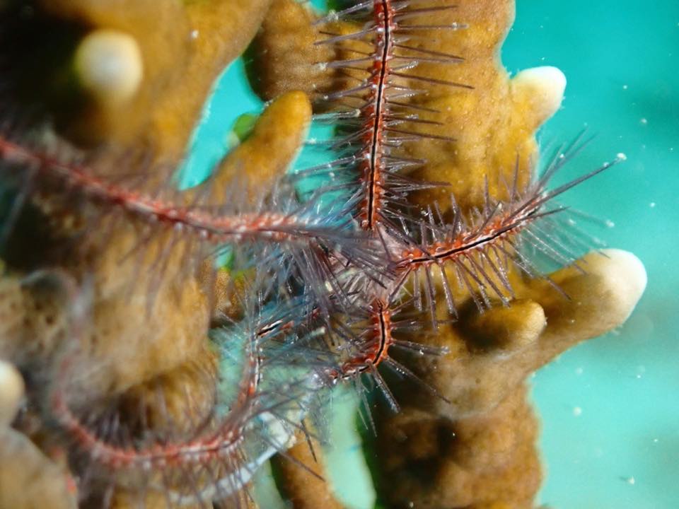 Una estrella quebradiza de esponja con brazos finos y espinosos alrededor de una esponja