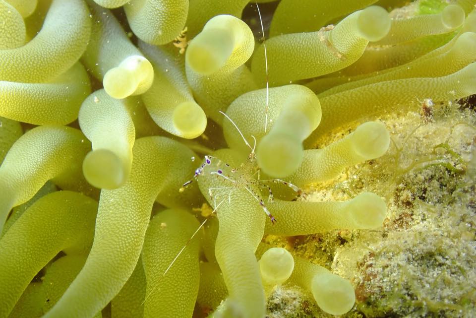 Un camarón limpiador de Pederson transparente en una anémona gigante