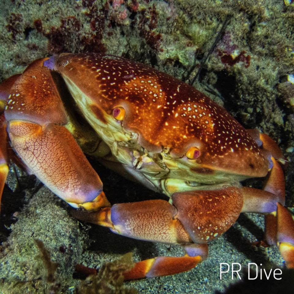 A batwing coral crab at night