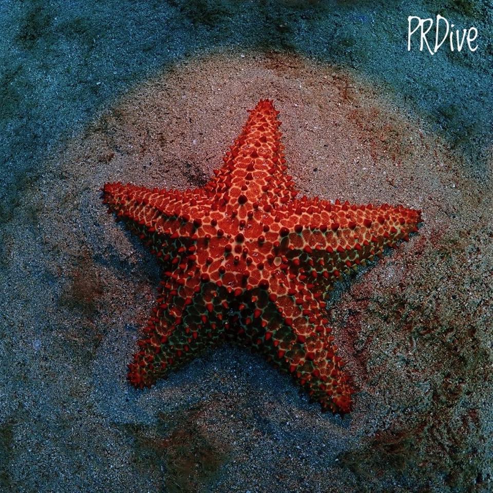 Una estrella de mar cojín roja en la arena