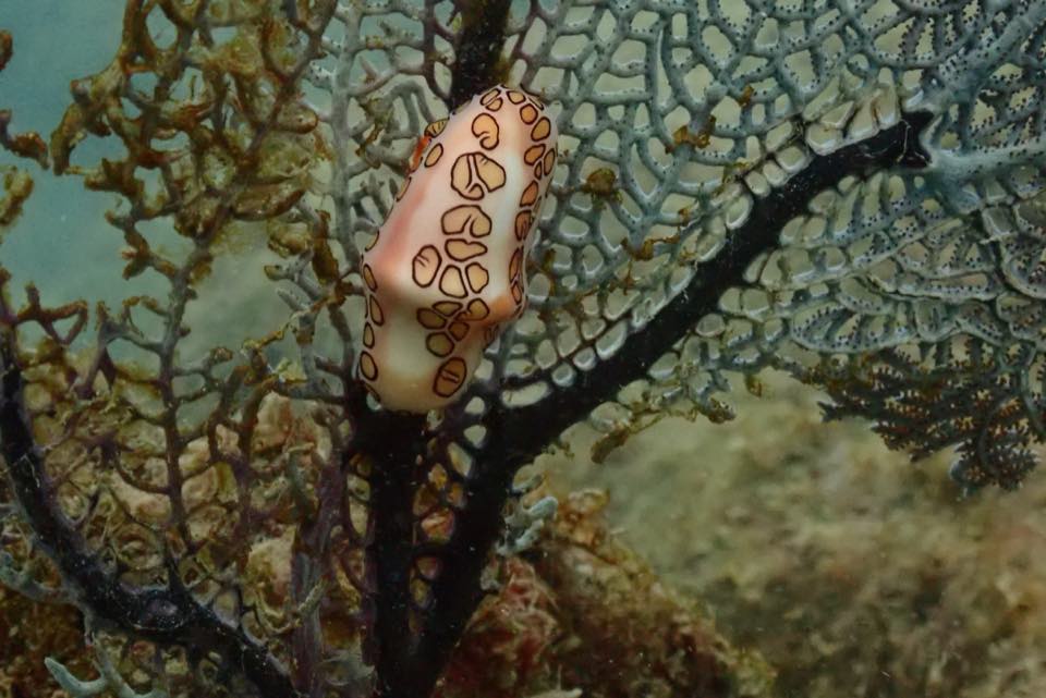 Una lengua de flamenco sobre un abanico de mar