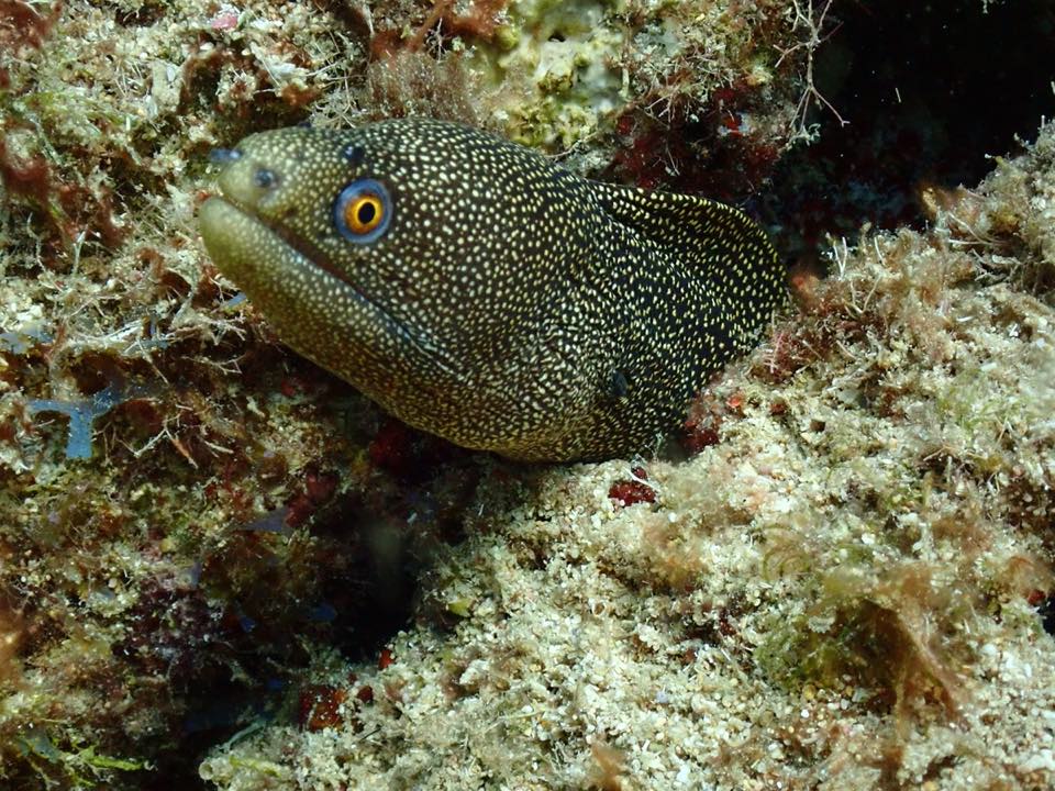 Una morena cola dorada asomada en el arrecife
