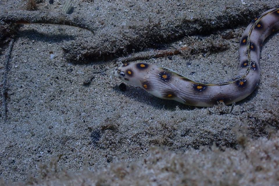 Un tieso de manchas doradas moviéndose por la arena