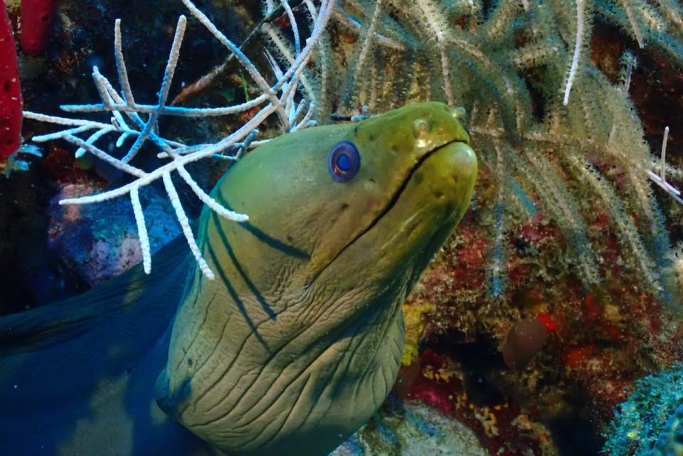 Una morena verde asomada desde el arrecife