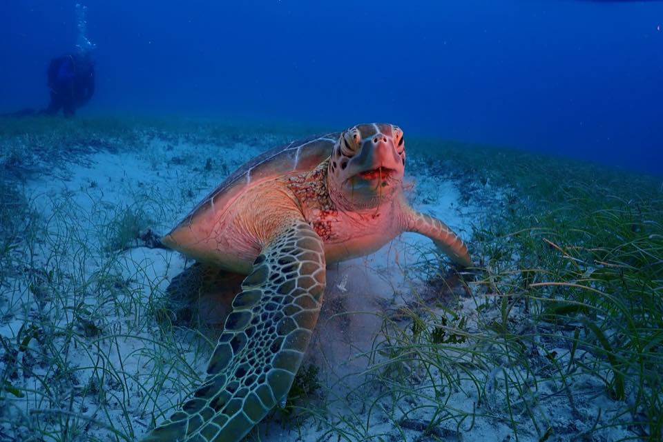 Una tortuga verde comiendo, vista de frente
