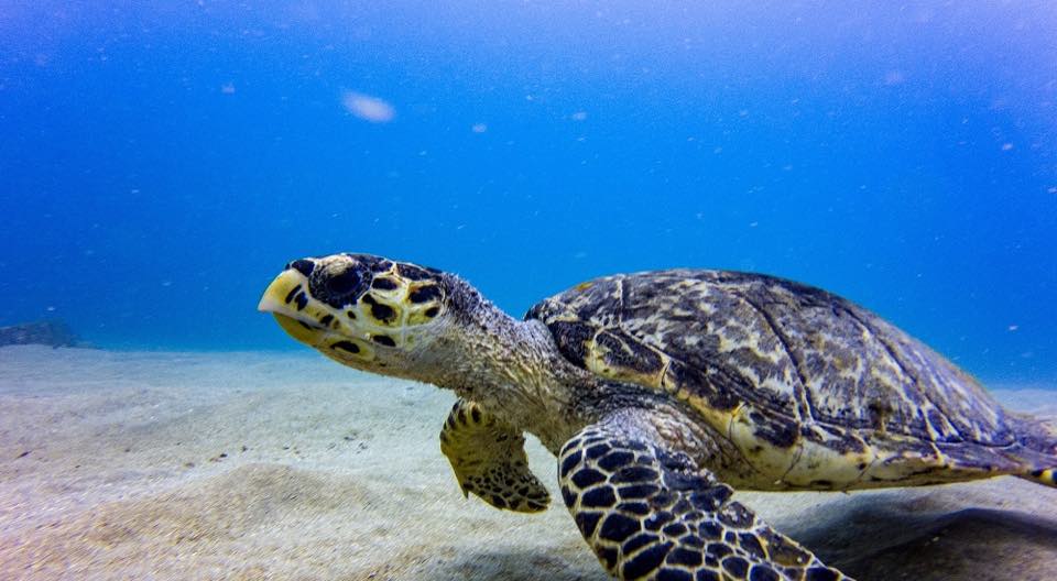 Una tortuga carey descansando en la arena