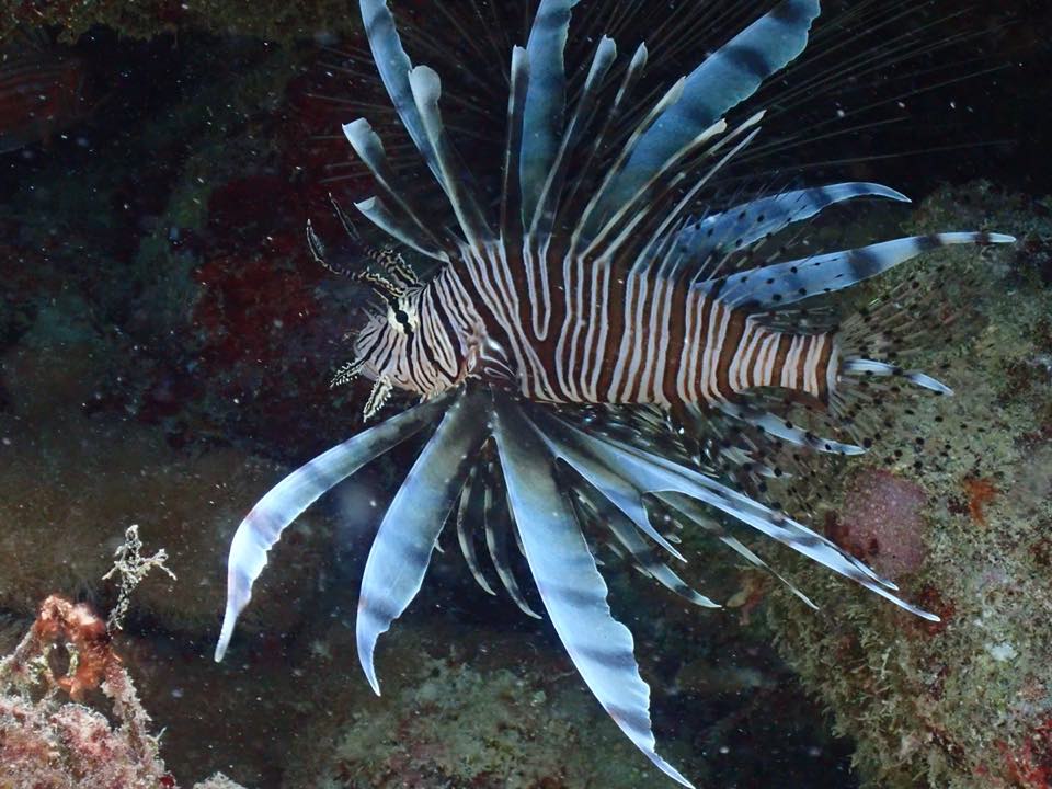 Un pez león con las aletas rayadas abiertas sobre el arrecife