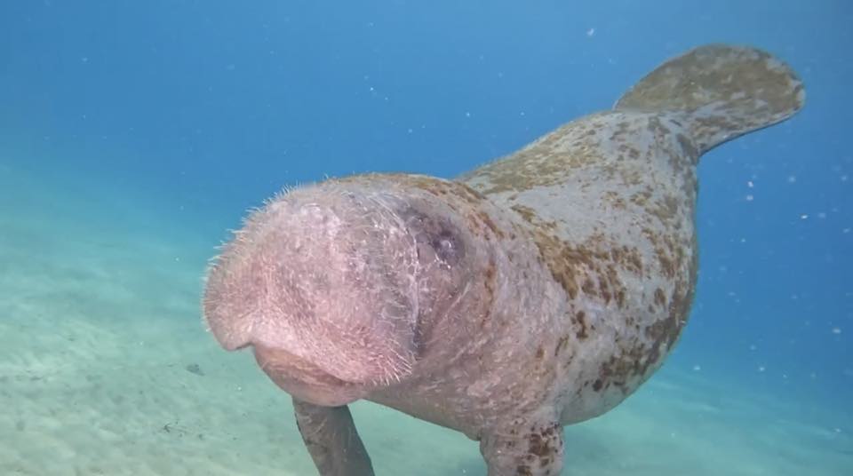 Un manatí antillano nadando cerca de la cámara