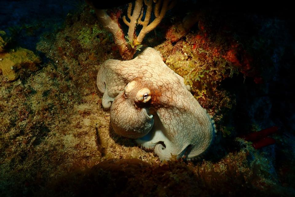 Un pulpo extendido sobre el arrecife