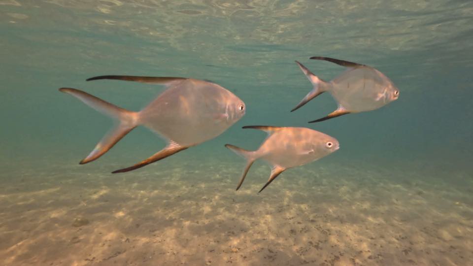 Tres palometas nadando en agua llana